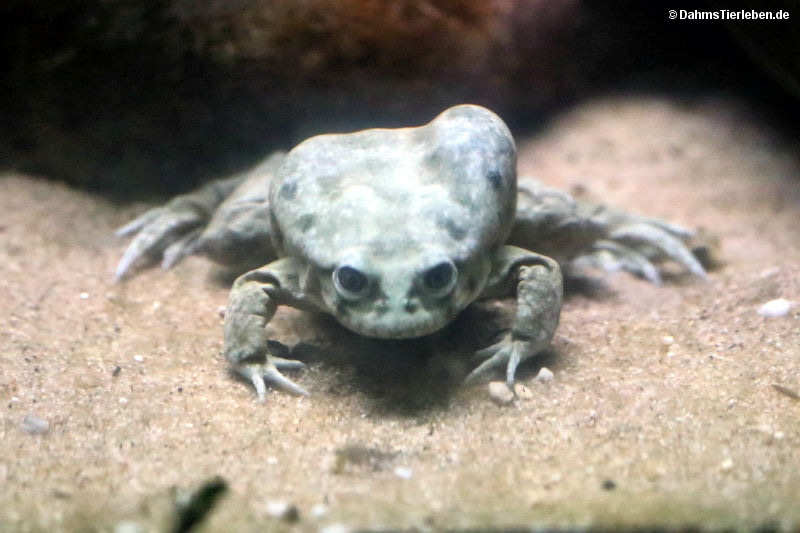 Titicaca-Riesenfrosch Telmatobius culeus-4