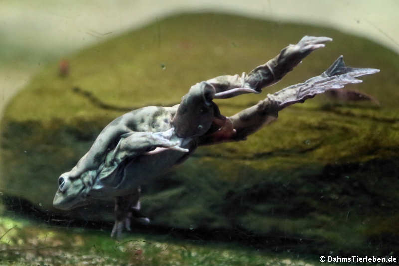 Titicaca-Riesenfrosch (Telmatobius culeus)