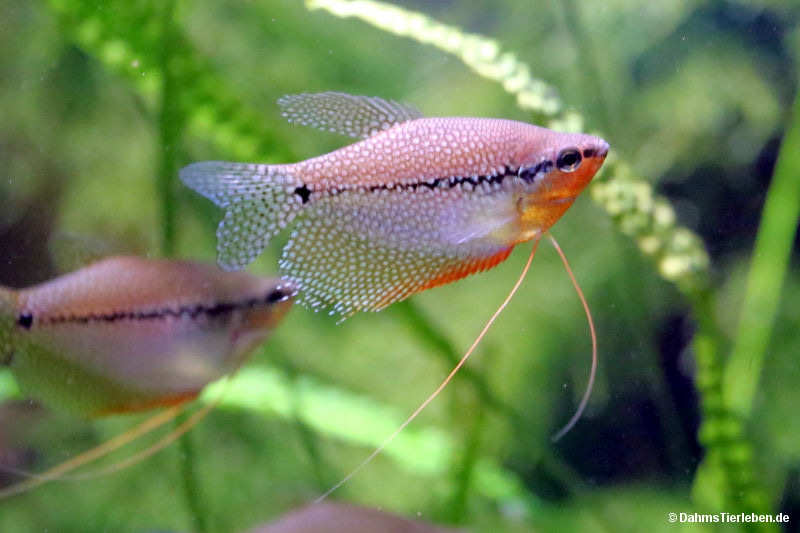 Trichopodus leeri