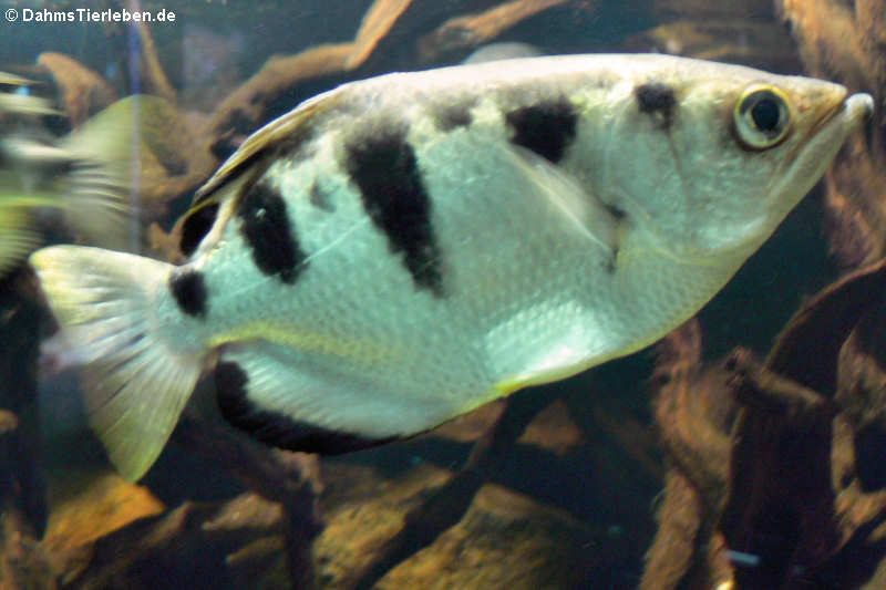 Schützenfisch
(Toxotes jaculatrix) Toxotes jaculatrix
