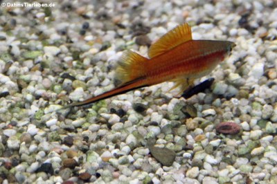 Schwertträger (Xiphohorus helleri)