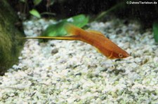 Schwertträger (Xiphohorus helleri) im Allwetterzoo Münster