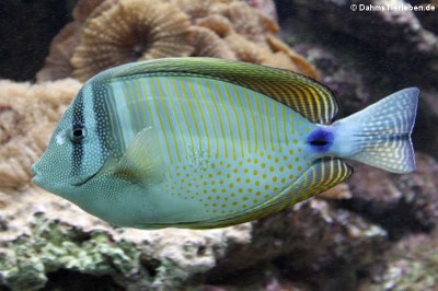 Indischer Segelflossendoktor (Zebrasoma desjardinii)
