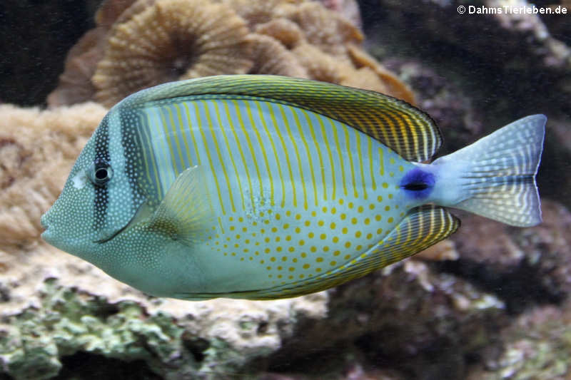 Indischer Segelflossendoktor (Zebrasoma desjardinii)