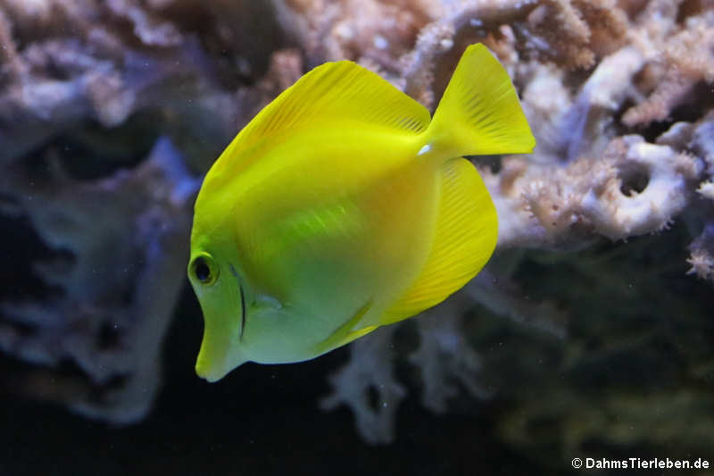 Gelber Segelflossen-Doktorfisch (Zebrasoma flavescens)