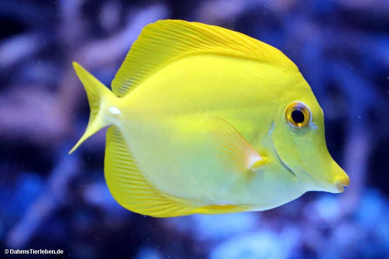 Zebrasoma flavescens-1