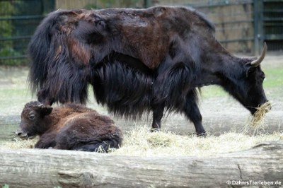 Hausyak (Bos mutus f. grunniens)