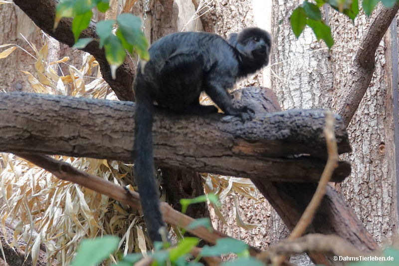 Springtamarin
(Callimico goeldii) Callimico goeldii