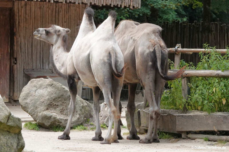 Trampeltiere
(Camelus ferus f. bactrianus) Camelus ferus f. bactrianus