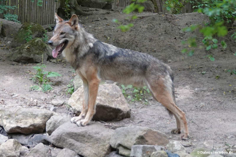 Canis lupus lupus