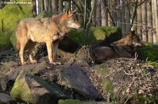 Iberischer Wolf (Canis lupus signatus) im Allwetterzoo Münster
