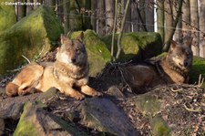 Iberischer Wolf (Canis lupus signatus) im Allwetterzoo Münster