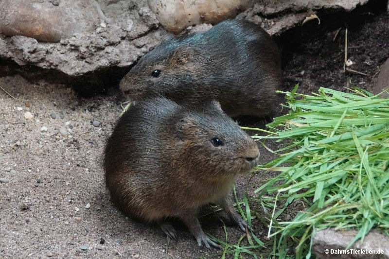 Sumpfmeerschweinchen
(Cavia magna) Cavia magna