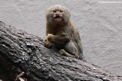 Zwergseidenäffchen (Cebuella pygmaea)