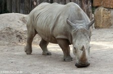 Südliches Breitmaulnashorn (Ceratotherium simum simum) im Allwetterzoo Münster