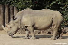 Südliches Breitmaulnashorn (Ceratotherium simum simum) im Allwetterzoo Münster