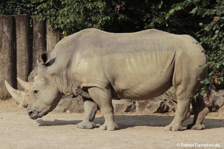 Ceratotherium simum simum