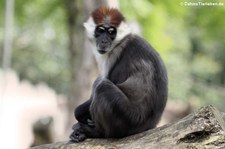 Halsbandmangabe oder Rotkopfmangabe (Cercocebus torquatus) im Allwetterzoo Münster