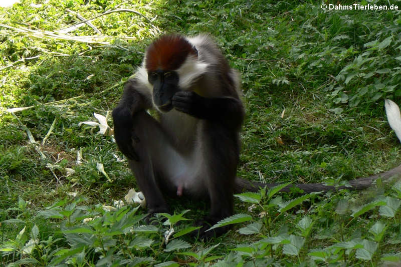 Rotscheitelmangabe (Cercocebus torquatus)