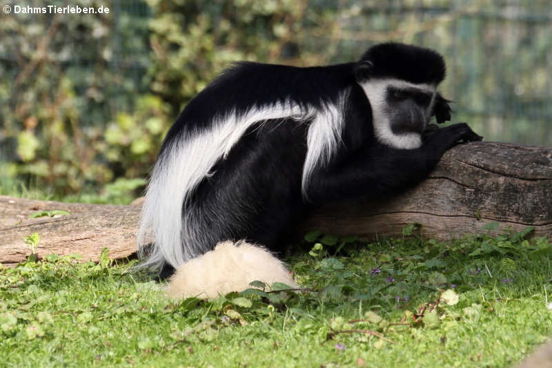 Mantelaffe Colobus guereza-2