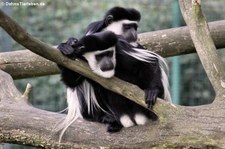 Mantelaffen oder Guerezas (Colobus guereza) im Allwetterzoo Münster