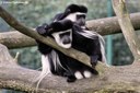 Colobus guereza