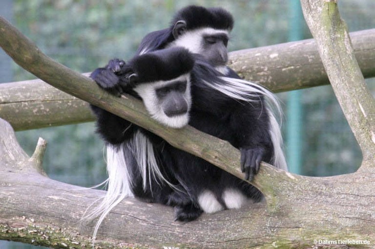 Colobus guereza