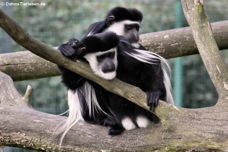 Colobus guereza