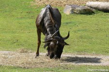 Südliches Streifengnu (Connochaetes taurinus taurinus) im Allwetterzoo Münster