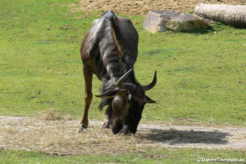 Südliches Streifengnu (Connochaetes taurinus taurinus)