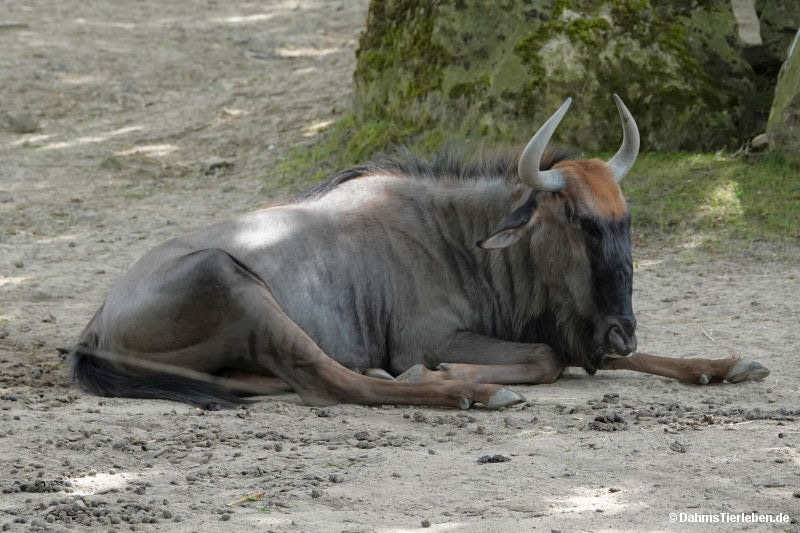 Südliches Streifengnu
(Connochaetes taurinus taurinus) Connochaetes taurinus taurinus