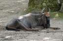 Connochaetes taurinus taurinus