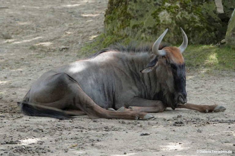 Connochaetes taurinus taurinus