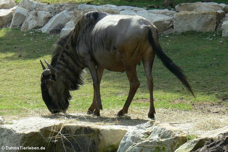 Connochaetes taurinus taurinus