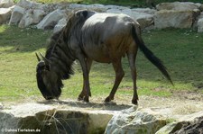 Südliches Streifengnu (Connochaetes taurinus taurinus) im Allwetterzoo Münster