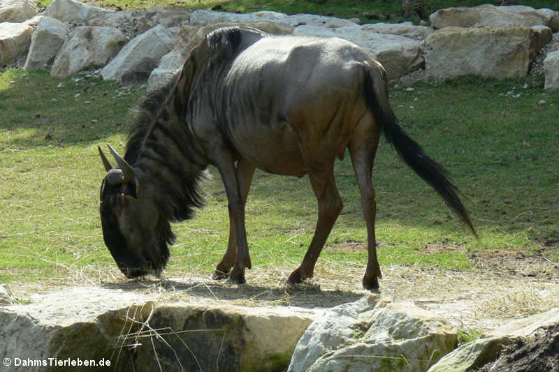 Connochaetes taurinus taurinus