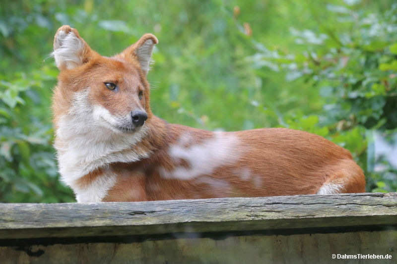 Kiangsi-Rothund
(Cuon alpinus lepturus) Cuon alpinus lepturus