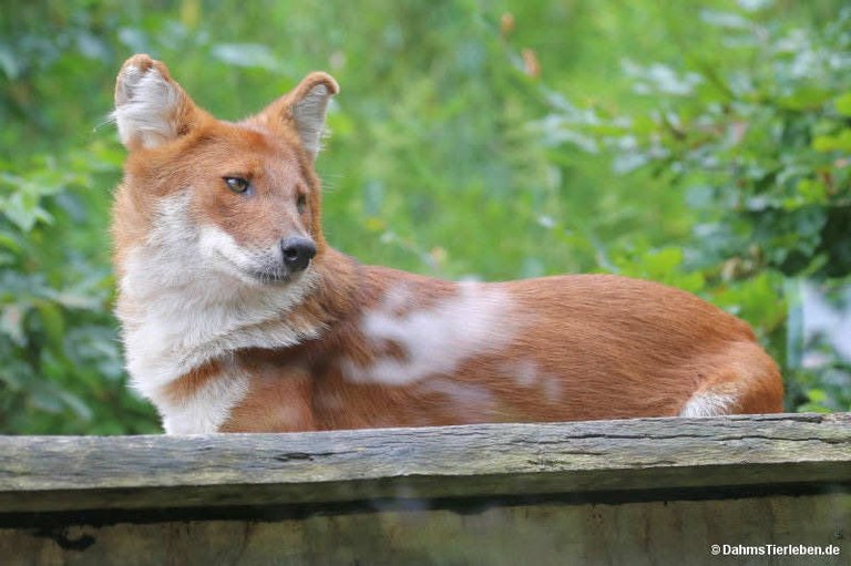 Cuon alpinus lepturus