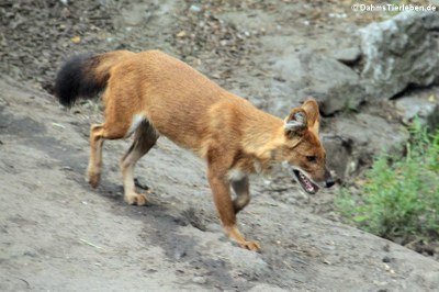 Kiangsi-Rothund (Cuon alpinus lepturus)