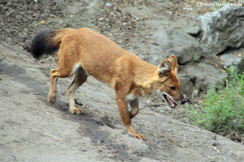 Kiangsi-Rothund (Cuon alpinus lepturus)