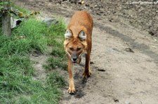 Kiangsi-Rothund (Cuon alpinus lepturus) im Allwetterzoo Münster