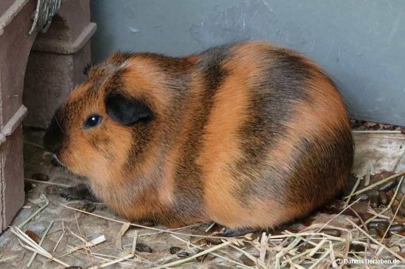 Riesenmeerschweinchen
(Cavia aperea f. porcellus "Cavia