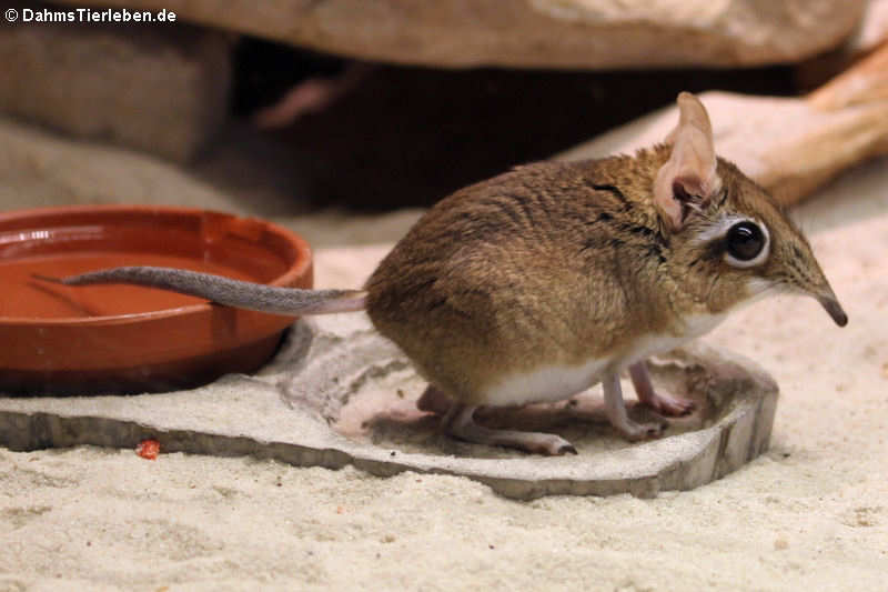 Rote Elefantenspitzmaus (Elephantulus rufescens)