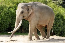 Asiatischer Elefant im Allwetterzoo Münster