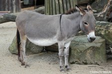 Afrikanischer Hausesel im Allwetterzoo Münster