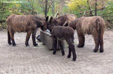 Poitou-Esel im Allwetterzoo Münster