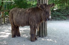 Poitou-Esel im Allwetterzoo Münster