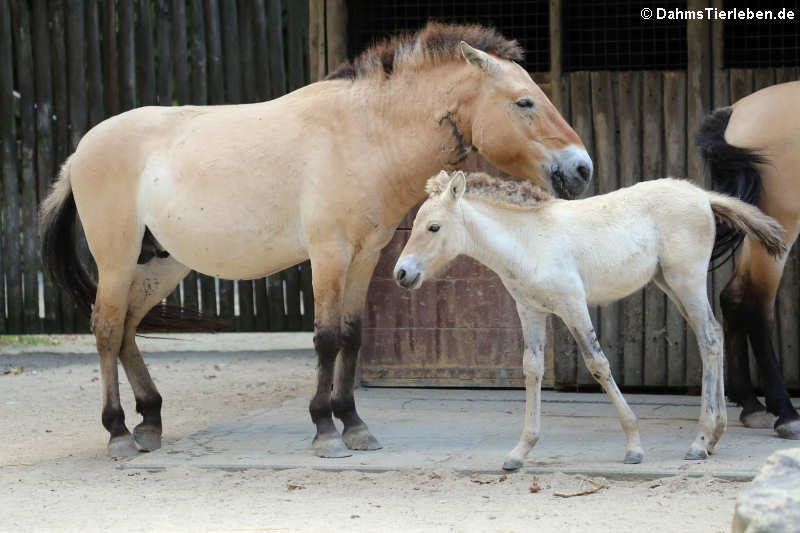 Przewalski-Pferde (Equus ferus przewalski)