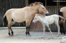 Przewalski-Pferde (Equus ferus przewalskii) im Allwetterzoo Münster