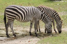 Böhm- oder Grant-Zebra (Equus quagga boehmi) im Allwetterzoo Münster